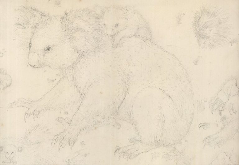 Ferdinand Lucas Bauer (1760-1826): Koala; Quelle: Naturhistorisches Museum Wien